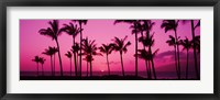 Framed Silhouette of palm trees at dusk, Hawaii, USA