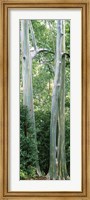 Framed Trees in a forest, Hawaii, USA
