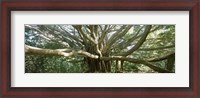 Framed Banyan Tree, Maui, Hawaii