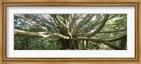 Framed Banyan Tree, Maui, Hawaii