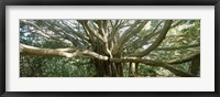 Framed Banyan Tree, Maui, Hawaii