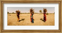 Framed Women carrying firewood on their heads, India