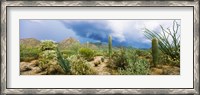Framed Saguaro National Park, Tucson, Arizona