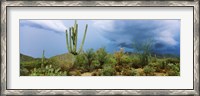 Framed Cacti growing at Saguaro National Park, Tucson, Arizona