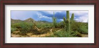 Framed Saguaro cactus (Carnegiea gigantea) in a desert, Saguaro National Park, Arizona