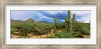 Framed Saguaro cactus (Carnegiea gigantea) in a desert, Saguaro National Park, Arizona
