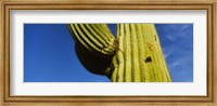 Framed Low angle view of Saguaro cactus (Carnegiea gigantea), Saguaro National Park, Arizona, USA