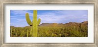 Framed Cactus Field, Saguaro National Park, Arizona