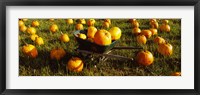 Framed Wheelbarrow in Pumpkin Patch, Half Moon Bay, California, USA