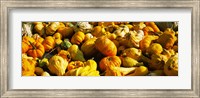 Framed Pumpkins and gourds in a farm, Half Moon Bay, California, USA