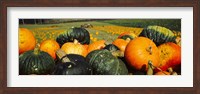 Framed Pumpkin Field, Half Moon Bay, California