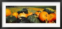 Framed Pumpkin Field, Half Moon Bay, California