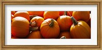 Framed Pumpkins, Half Moon Bay, California, USA