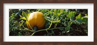 Framed Pumpkin growing in a field, Half Moon Bay, California, USA