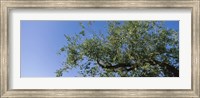 Framed Low angle view of a tree branch against blue sky, San Rafael Valley, Arizona, USA