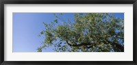 Framed Low angle view of a tree branch against blue sky, San Rafael Valley, Arizona, USA