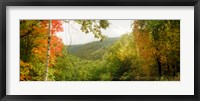 Framed Trees on mountain during autumn, Kaaterskill Falls area, Catskill Mountains, New York State