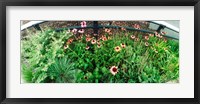 Framed Flower bed, High Line, Chelsea, Manhattan, New York City, New York State, USA