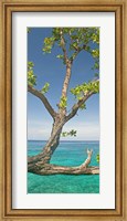 Framed Tree overhanging sea at Xtabi Hotel, Negril, Westmoreland, Jamaica
