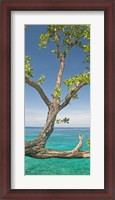 Framed Tree overhanging sea at Xtabi Hotel, Negril, Westmoreland, Jamaica