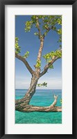 Framed Tree overhanging sea at Xtabi Hotel, Negril, Westmoreland, Jamaica