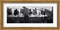 Framed Cowboy with tacks at rodeo, Pecos, Texas