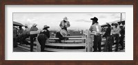 Framed Cowboys at rodeo, Pecos, Texas, USA
