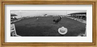 Framed Cowboy riding bull at rodeo arena, Pecos, Texas, USA