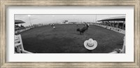 Framed Cowboy riding bull at rodeo arena, Pecos, Texas, USA