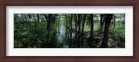 Framed Trees along Blanco River, Texas, USA