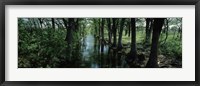 Framed Trees along Blanco River, Texas, USA