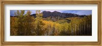 Framed Trees in autumn, Colorado