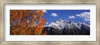 Framed Autumn Trees and snowcapped mountains, Colorado