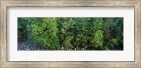 Framed High angle view of trees, High Force, River Tees, County Durham, England