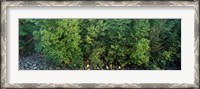 Framed High angle view of trees, High Force, River Tees, County Durham, England