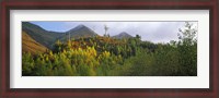 Framed Trees on a mountain, Five Sisters of Kintail, Glen Shiel, Highland Region, Scotland