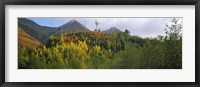 Framed Trees on a mountain, Five Sisters of Kintail, Glen Shiel, Highland Region, Scotland