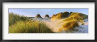 Framed Morning light on Forvie dunes, Newburgh, Aberdeenshire, Scotland