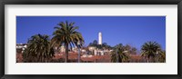 Framed Palm trees with Coit Tower in background, San Francisco, California, USA