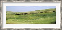 Framed Flock of sheep in a field, Tuscany, Italy