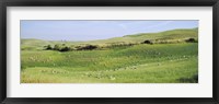 Framed Flock of sheep in a field, Tuscany, Italy