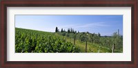 Framed Vineyard, Tuscany, Italy