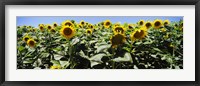 Framed Sunflower field, California, USA