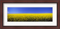 Framed Canola field in bloom, Idaho