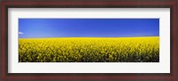 Framed Canola field in bloom, Idaho