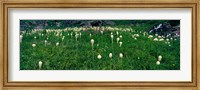 Framed Beargrass (Xerophyllum tenax) on a landscape, US Glacier National Park, Montana