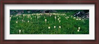 Framed Beargrass (Xerophyllum tenax) on a landscape, US Glacier National Park, Montana