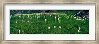 Framed Beargrass (Xerophyllum tenax) on a landscape, US Glacier National Park, Montana