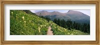 Framed Hiking trail with Beargrass (Xerophyllum tenax) at US Glacier National Park, Montana