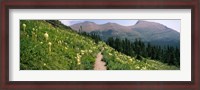 Framed Hiking trail with Beargrass (Xerophyllum tenax) at US Glacier National Park, Montana